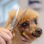 Pet Pampering