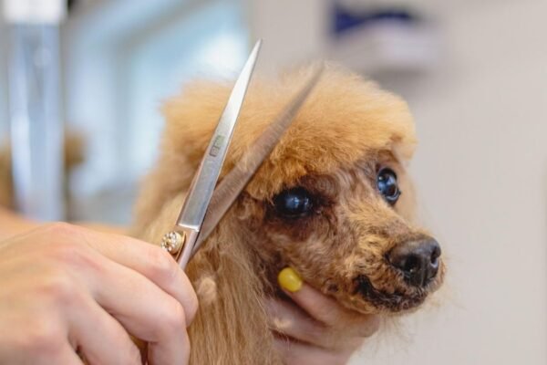Pet Pampering