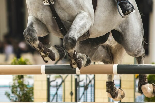 The Paris Equestrian Paralympics 2024 2024 Events: Grace, Grit & Grandeur at Versailles equestrian paralympics 2024 2024
